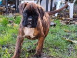 Chiot femelle Boxer LOF fauve disponible &agrave; l'achat