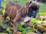 Chiot femelle Boxer LOF fauve disponible &agrave; l'achat