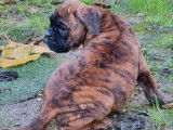 Chiot femelle Boxer LOF fauve disponible &agrave; l'achat