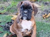 Chiot femelle Boxer LOF fauve disponible &agrave; l'achat