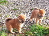 4 chiots Shiba Inus LOF à vendre