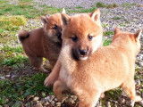 4 chiots Shiba Inus LOF à vendre