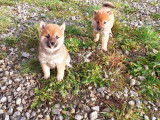 4 chiots Shiba Inus LOF à vendre