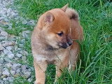 4 chiots Shiba Inus LOF à vendre