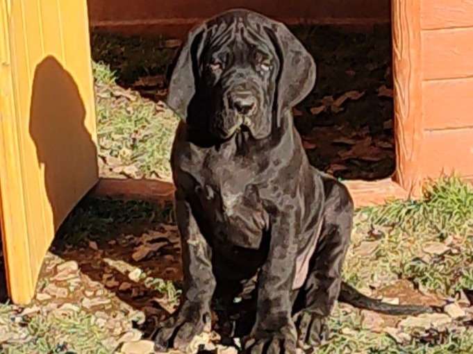 Un chiot Dogue Allemand de couleur noire LOF disponible à l’achat