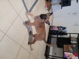 Chiot malinois