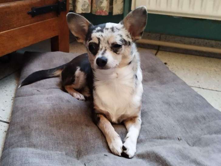 Petit mâle Chihuahua merle de 8 mois cherche famille