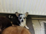 Petit mâle Chihuahua merle de 8 mois cherche famille