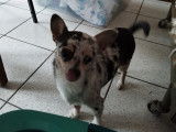 Petit mâle Chihuahua merle de 8 mois cherche famille