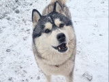 À adopter chien croisé Husky