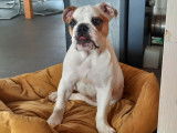 Chiot Bouledogue Anglais à vendre