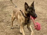 Chien Malinois fauve d'un an à adopter
