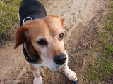Chienne Beagle de 10 ans &agrave; adopte