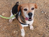 Chienne Beagle de 10 ans &agrave; adopte