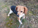 Chienne Beagle de 10 ans &agrave; adopte
