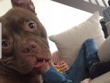 Chien American Bully d'un an &agrave; donner