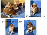 Chiots Berger Australien LOF  à vendre