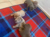 Chiots American Bully XL à vendre