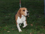 Chien Beagle tricolore à donner