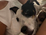 Chienne tricolore à adopter
