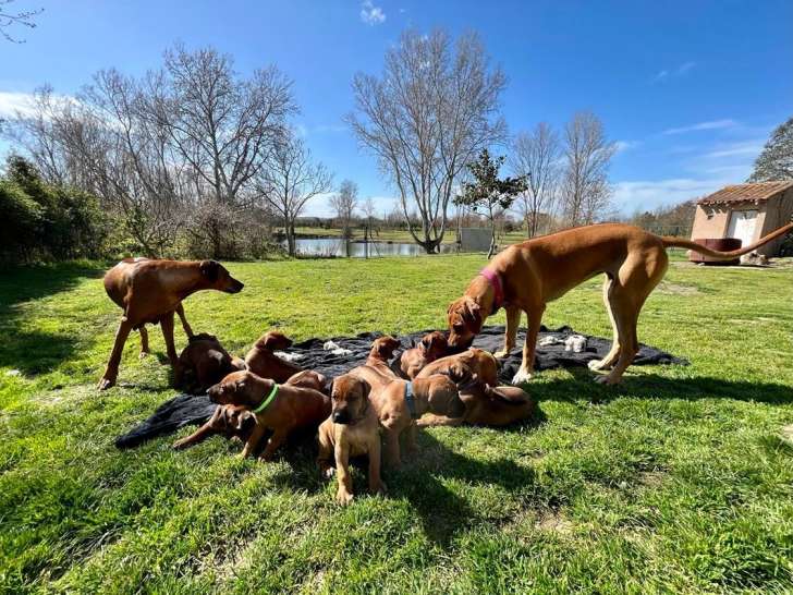 Chiots Rhodesian Ridgeback LOF à vendre