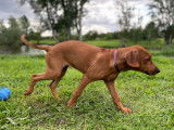 Chiot Femelle Confirmable Rhodesian Ridgeback Disponible Maintenant