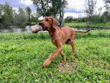 Chiot Femelle Confirmable Rhodesian Ridgeback Disponible Maintenant