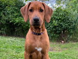 Chiot Femelle Confirmable Rhodesian Ridgeback Disponible Maintenant