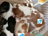2 chiots Cavaliers King Charles Spaniels à réserver