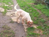 Vente d'un chiot Setter Anglais LOF