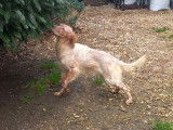 Vente d'un chiot Setter Anglais LOF