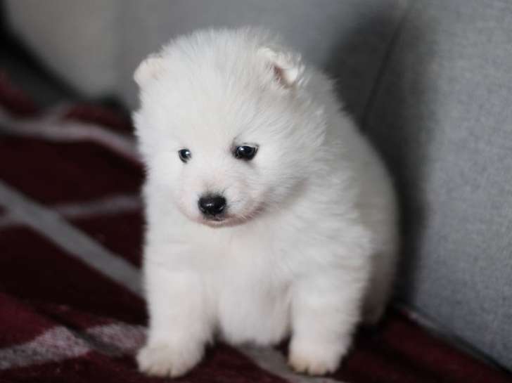 À réserver 2 chiots Spitz Japonais LOF