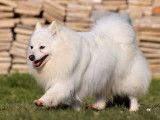 À réserver 2 chiots Spitz Japonais LOF