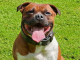 Staffordshire Bull Terrier disponible pour saillie