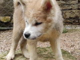 Chiots Akita Inu à vendre
