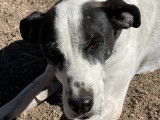 Chien noir et blanc à donner