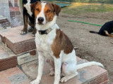 Chien tricolore à adopter