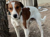 Chien tricolore à adopter