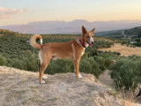 Chien caramel à adopter