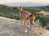 Chien caramel à adopter