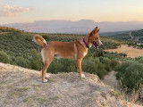 Chien caramel à adopter