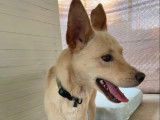 Chien caramel à adopter