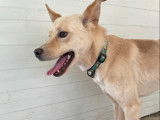 Chien caramel à adopter