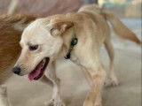 Chien caramel à adopter