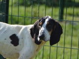 Chienne Gascon Saintongeois tricolore de 2 ans à adopter