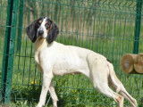 Chienne Gascon Saintongeois tricolore de 2 ans à adopter