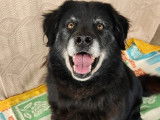 À adopter : chien OSO