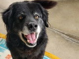 À adopter : chien OSO