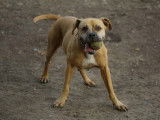 A adopter chienne XENA
