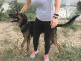 A adopter chien ODIN